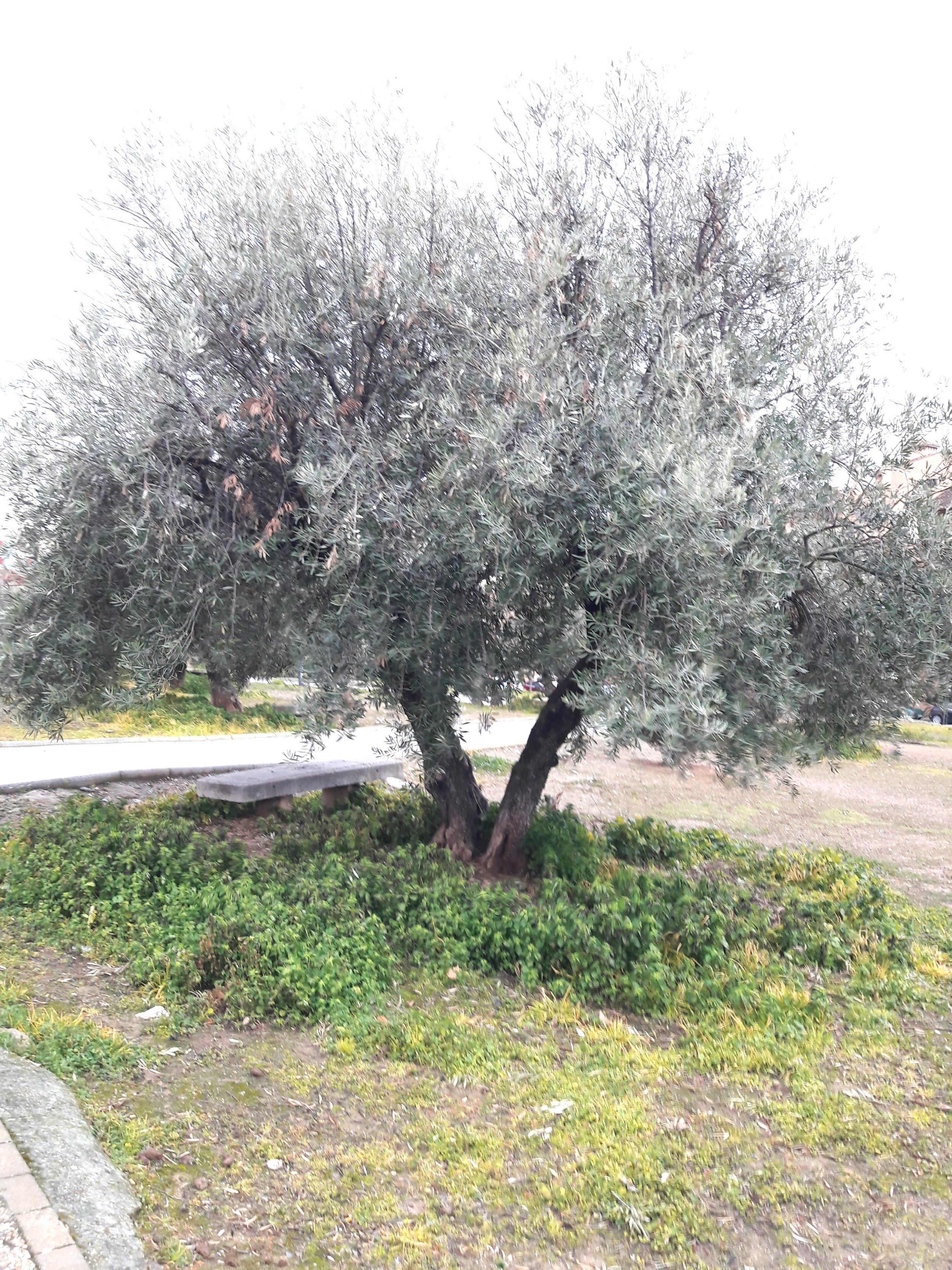 An olive tree now grows in the spot Lorca is thought to have been shot.