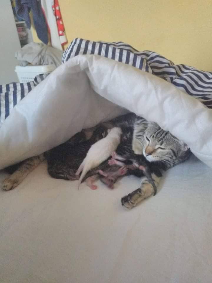 mama cat and kittens