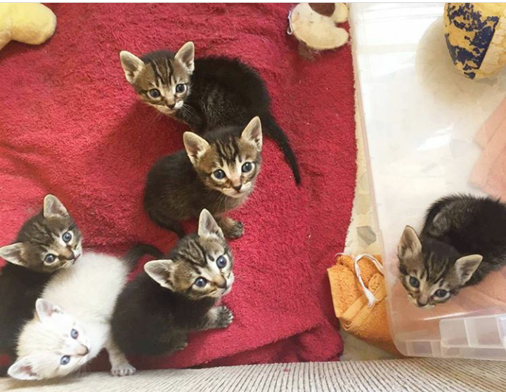 six kittens