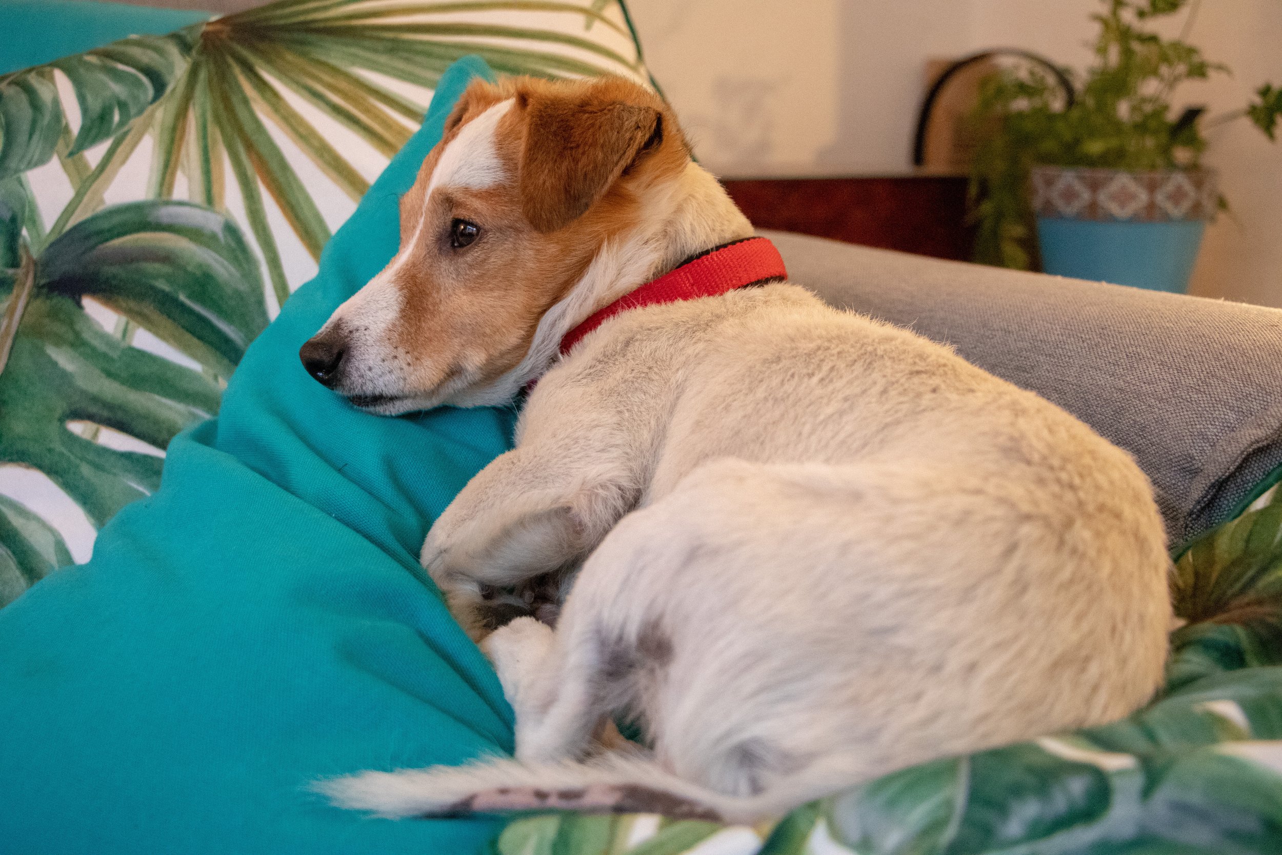 Sometimes, there’s nowhere we’d rather be than curled up on the couch.
