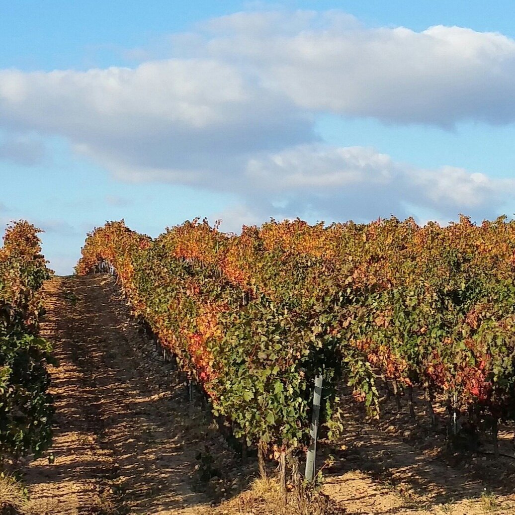 Vineyard in La Rioja. Photo by Pradillacarlos on Pixabay