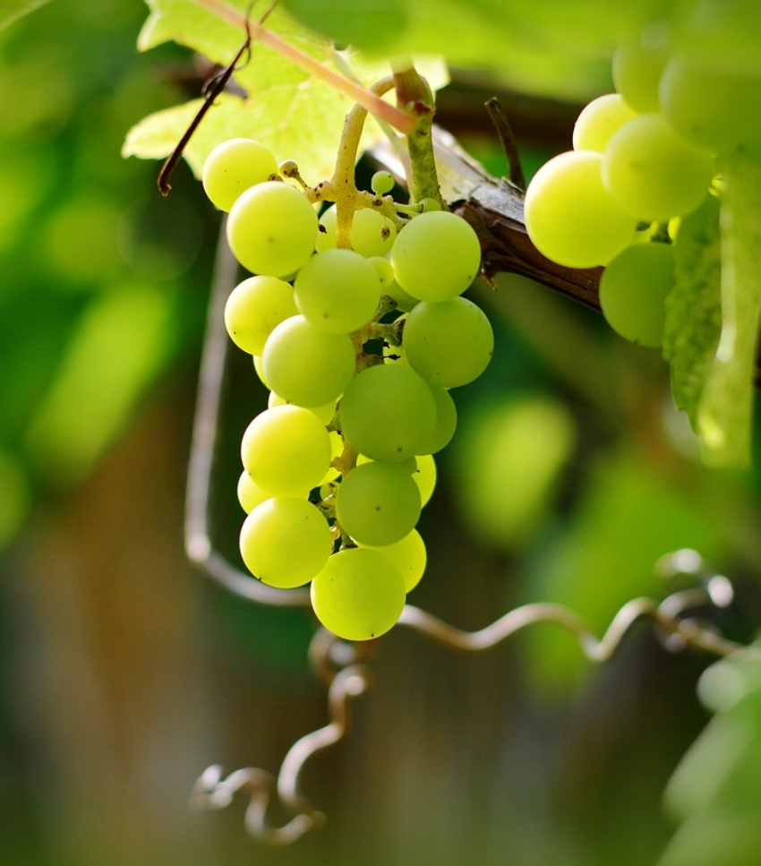 Don't forget to pick up your grapes for the big night!