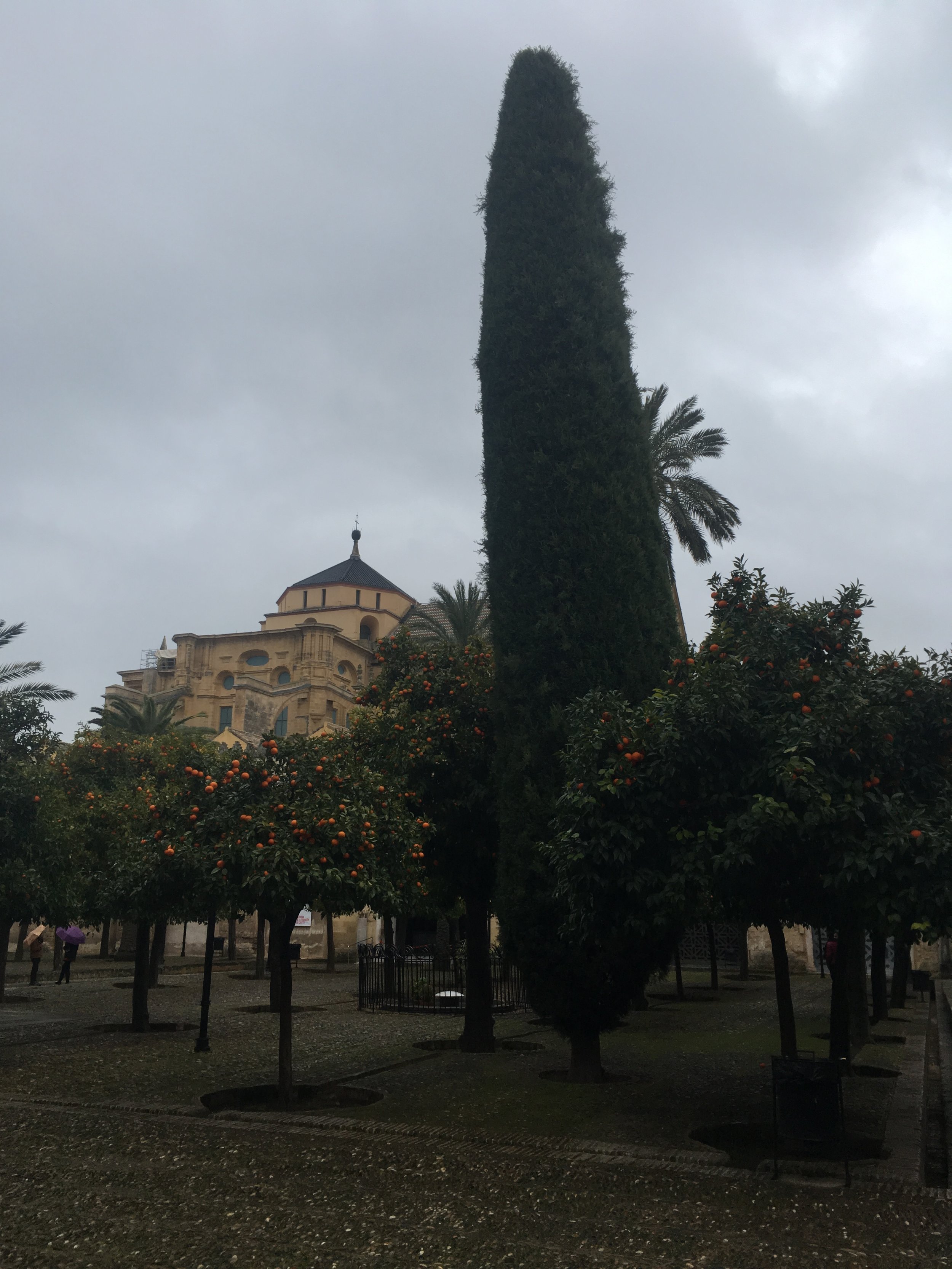 Orange trees in Córdoba