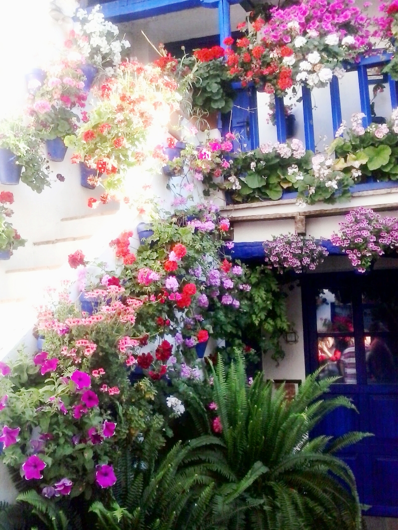 The people of Córboda sure love their flowers- you've got to check out los patios!