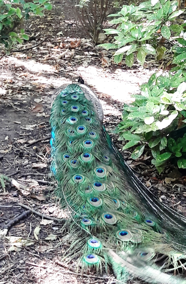 Who doesn't want to meet peacocks in the park!?